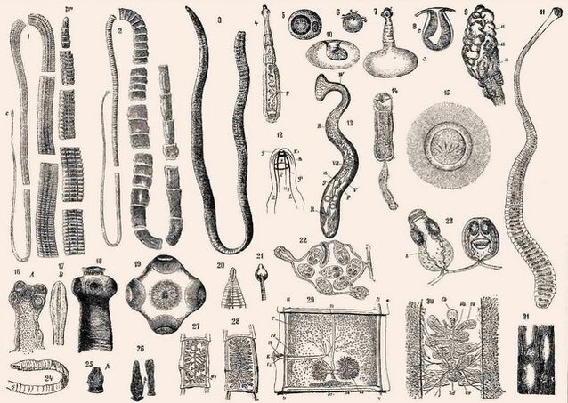 A paraziták típusai