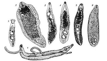Trematodes (lapos férgek)