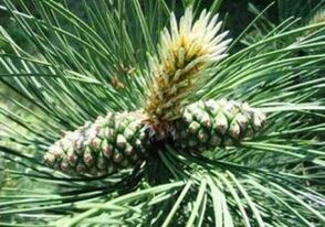 Fenyő a paraziták testének megtisztításához