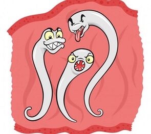 milyen paraziták élhetnek az emberi szervezetben