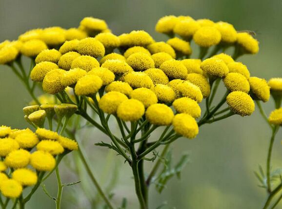 tansy - gyógymód a paraziták ellen