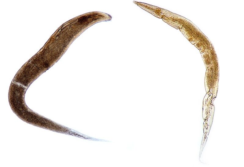pinworms a gyermekek szervezetében